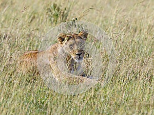 Wild Lioness lying down in the grass at the savanna and looking at camera