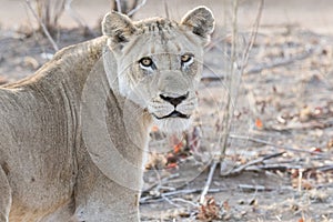 Wild Lioness in South Africa