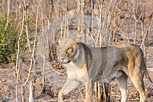 Wild Lioness Stalking Prey in South Africa