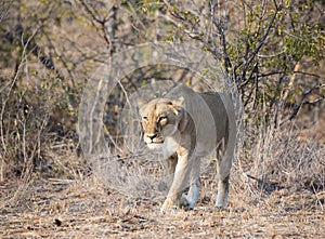 Wild Lioness Stalking Prey in South Africa