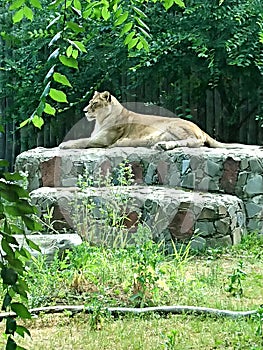 Wild lioness standing on high ground watchin over