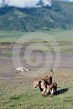 Wild lions in Ngorongoro National Park, Tanzania.