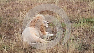 Wild lions pride in african savannah resting in the morning sunrise rays