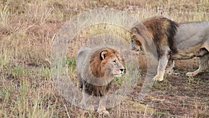 Wild lions pride in african savannah resting in the morning sunrise rays