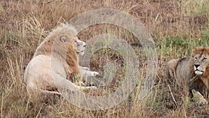 Wild lions pride in african savannah resting in the morning sunrise rays