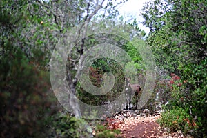 Wild litle Donkey in Sardinia, Gala Goloritze