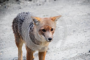 a wild little grey and red fox walking and looking at photo