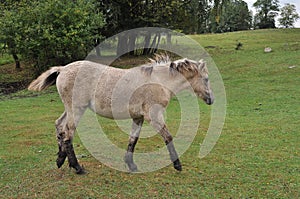 Wild Little Horse