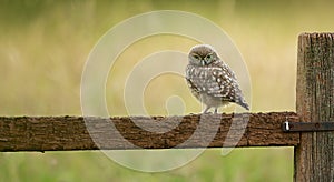 Wild little owl