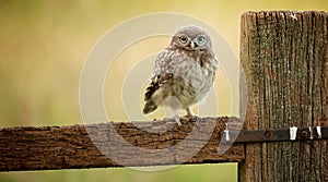 Wild little owlet