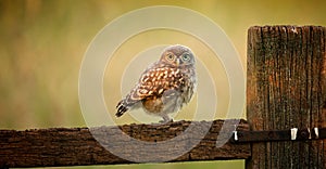 Wild little owlet photo