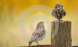 Wild little owls