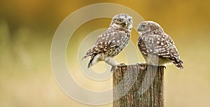 Wild little owls