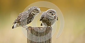 Wild little owls