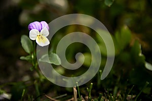 Wild little pansy flower grows in the garden photo