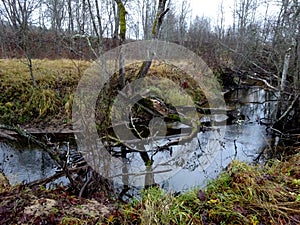 A wild little river with fallen trees and lots of rocks