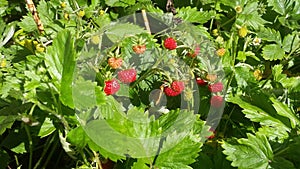 wild little strawberry