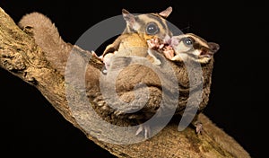 Wild little sugar gliders kissing