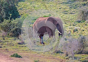 Wild living african Elephants at Addo Elephant Park in South Africa