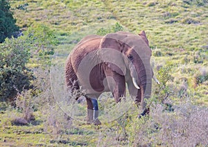 Wild living african Elephants at Addo Elephant Park in South Africa