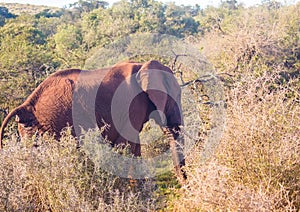 Wild living african Elephants at Addo Elephant Park in South Africa