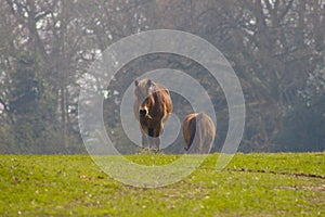 Wild living Exmoor Ponies in South England