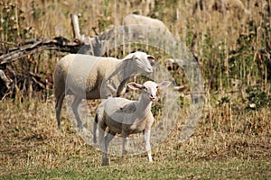 Wild living lambs on an autumn meadow