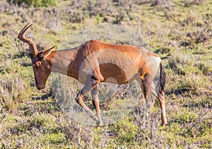 Wild living Red Hartebeests at Addo Elephant Park in South Africa photo