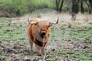 Wild living scottish highlander in forest in the Netherlands