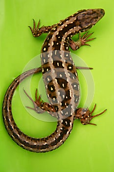 Salvaje lagarto 