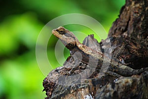 Wild lizard in asian rain forest in nice blur background