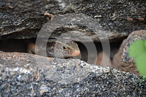 A wild lizard looking through rocks