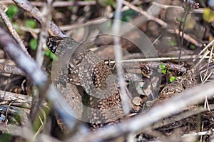 Wild lizard partially covered by twigs at Les Grangettes Natural Reserve, Villeneuve, Switzerland