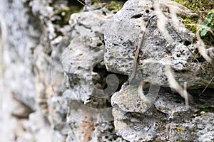 A wild lizard sits on a rock
