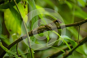 Wild lizard from western ghats