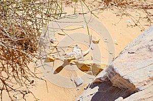 Wild lizard on yellow sand