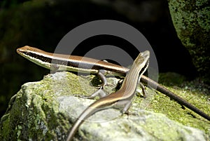 Wild lizards warming up in the sun