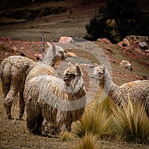 TWild llama is the indigenous animal of Peru and well known in Cusco Peru