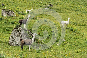 Wild Llamas in the Mountains, Alps