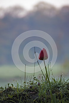 Wild lonely rose flower growing in green morning dew field