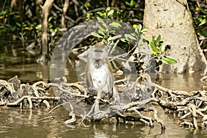 Wild long tailed Macaque sit on the roots of mangrove trees