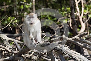 Wild long tailed Macaque sit on the roots of mangrove trees