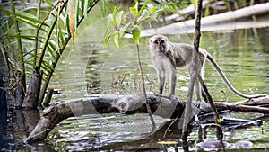 Wild long-tailed monkey