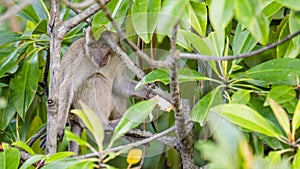 Wild long-tailed monkey