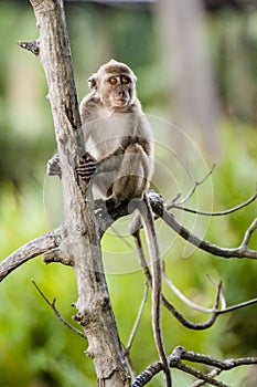 Wild long-tailed monkey