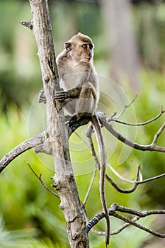 Wild long-tailed monkey