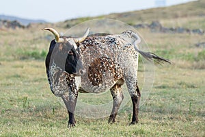 Wild longhorn cattle in Oklahoma