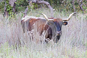 Wild longhorn cow
