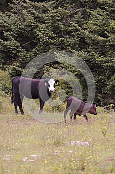 A  wild Longhorn cow at Grayson Highlands State Park with the Appalachian Mountains in the Background