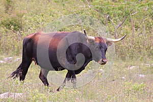 A  wild Longhorn cow at Grayson Highlands State Park with the Appalachian Mountains in the Background